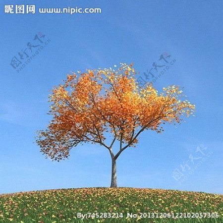 秋季树木模型红叶图片