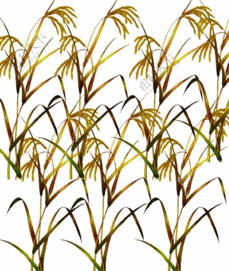 麦黄的稻子图片