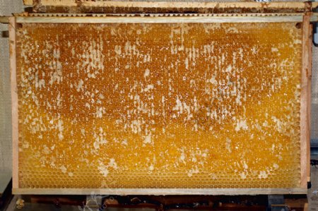 蜂蜜蜂房图片