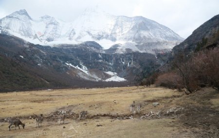 稻城雪山图片