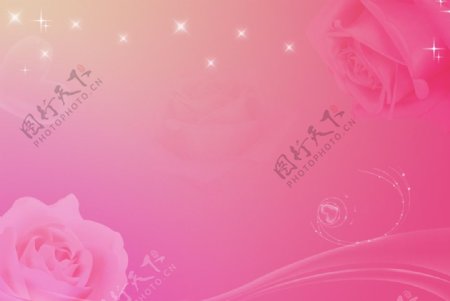 粉玫瑰背景图片