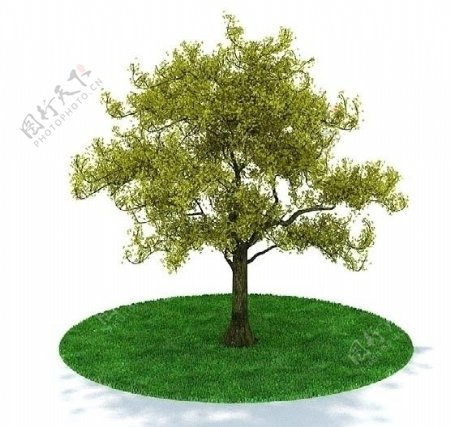 精品树木3D模型图片