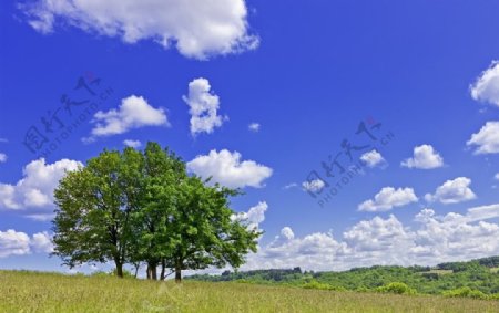 蓝天白云树木图片