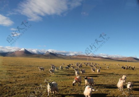 藏山羊羊群图片