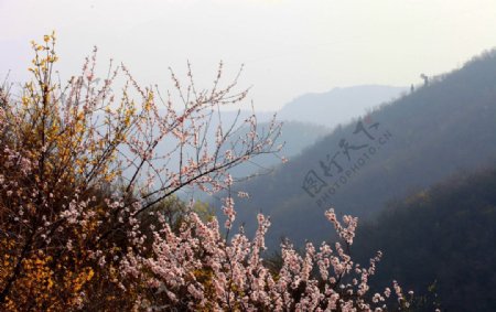 阳春三月桃花香图片