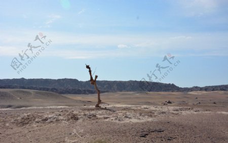 荒漠枯木图片