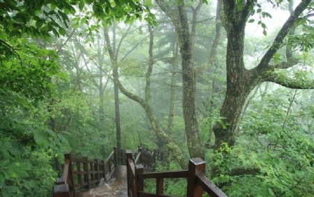 雨林圖片