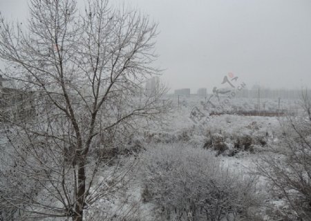 哈尔滨学院校园雪景图片