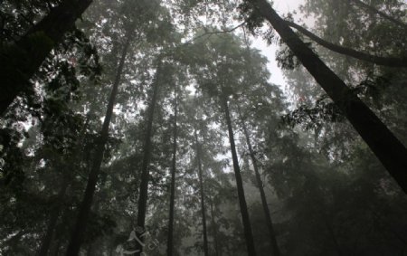 张家界原始森林图片