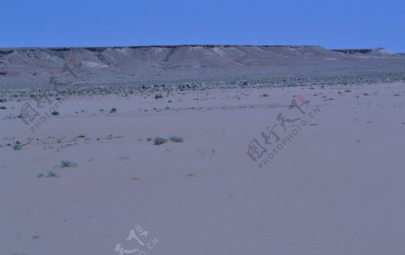 沙漠羊群图片