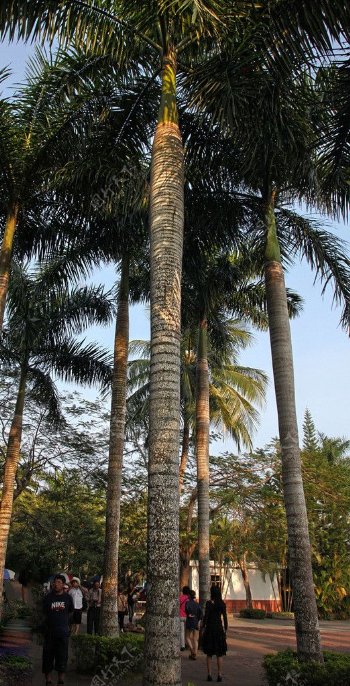槟榔树图片