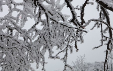 雪山树枝图片