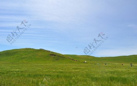 草坪蓝天牛羊草原图片