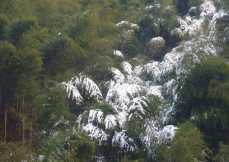 竹林雪景图片