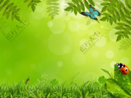 绿叶草丛背景图图片