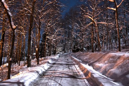 冬天道路边的树木图片