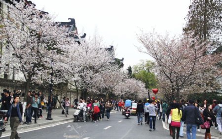 南京樱花节图片