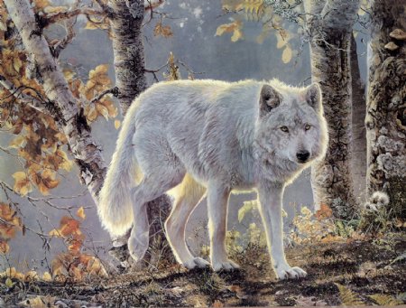 秋天的白狼图片