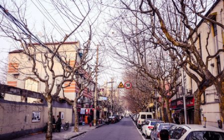 上海旧马路梧桐树图片