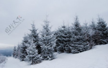 冬季松树图片
