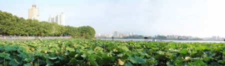 九江南湖荷塘全景图片