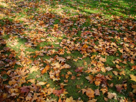 秋天满地落叶图片