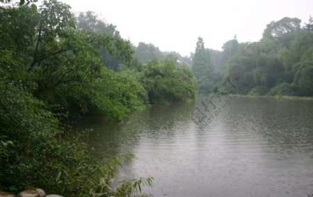 雨中美景杜甫草堂池塘图片
