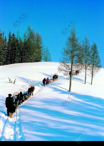 冬景迷人蓝天小树图片