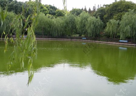 上海高桥公园湖边图片