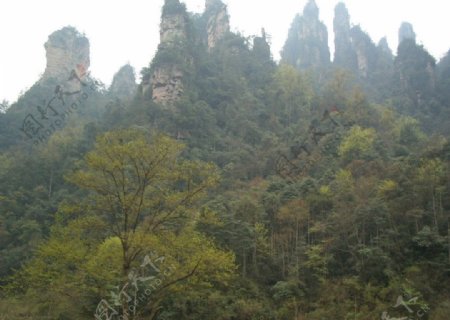 奇峰绿树图片