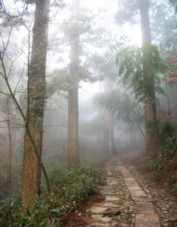 薄雾笼罩的林间小路图片