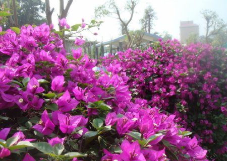 杜鹃花紫红花图片