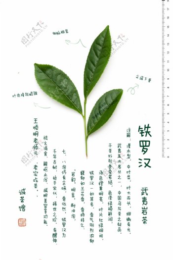 武夷岩茶铁罗汉图片