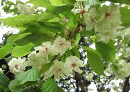 武汉大学的绿色樱花图片