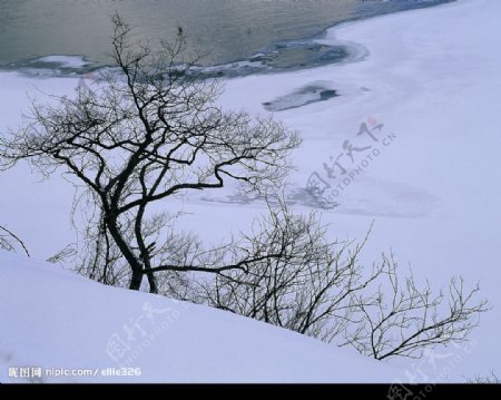 雪地枯树湖图片