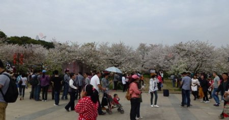 东湖樱花节图片