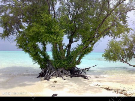 海树连天图片
