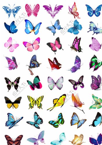 蝴蝶合集图片