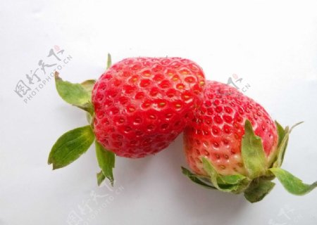 红颜草莓图片