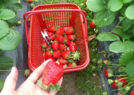 草莓红草莓摘草莓图片