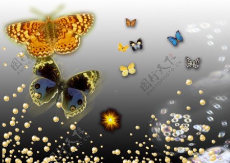 蝴蝶星光泡泡素材图片