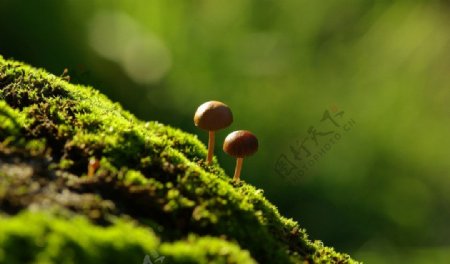 绿色大自然蘑菇图片