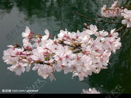 杭州太子湾樱花图片