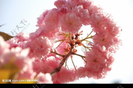 广州樱花姿态图片