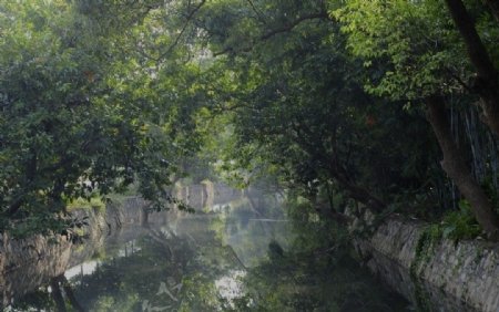 中山小河涌绿树成荫的美景3图片
