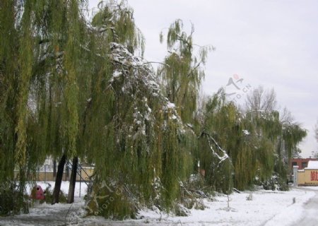 十一月的雪中校园图片