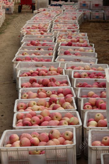 烟台苹果丰收的季节图片