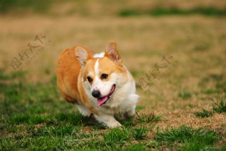 奔跑的狗狗图片