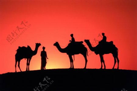 西藏骆驼沙漠夕阳图片