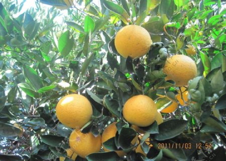 黄澄澄柚子图片